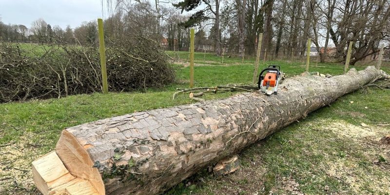 Abattage d’arbres, dessouchage, broyage… - Brabant wallon - Namur 