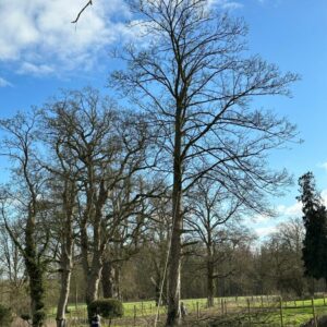 Abattage d'arbre