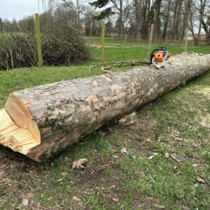 Abattage d'arbre