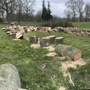 Abattage d'arbre