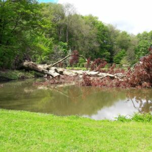 Enlèvement d'arbre tombé