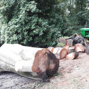 Enlèvement d'arbre tombé