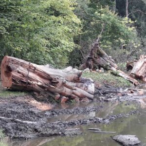 Enlèvement d'arbre tombé