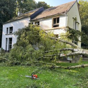 Enlèvement d'arbre tombé