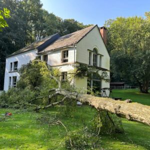 Enlèvement d'arbre tombé