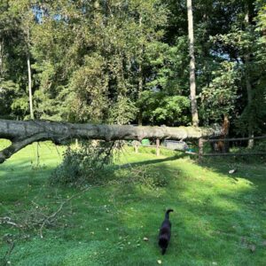 Enlèvement d'arbre tombé
