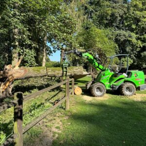 Enlèvement d'arbre tombé